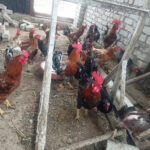 Desi Egg Poultry Farm