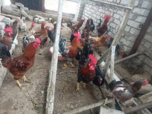 Desi Egg Poultry Farm