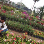Beauty Home Garden And Plant Nursery