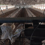 Vrishti Broiler Poultry Farm
