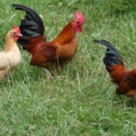 Country chicken farm (desi chicken)