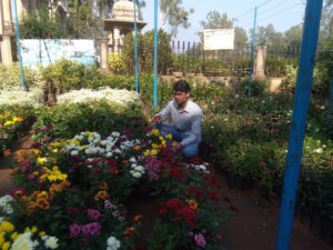 Wholesale plant Nursery