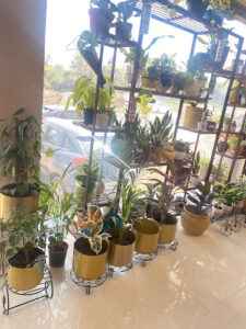 Plants'n'pots kota