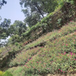 Reni Bagh Horticulture Nursery